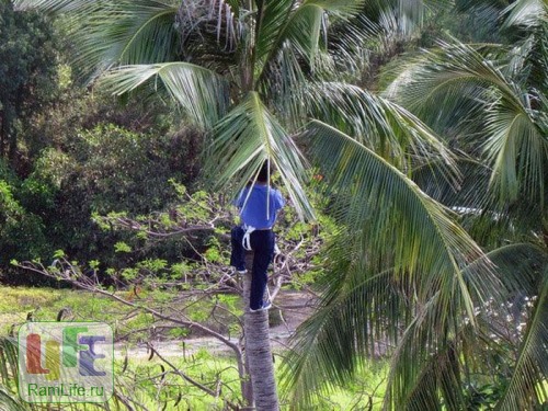Специалист по безопасности кокосовых пальм
[ Увеличить фото ]